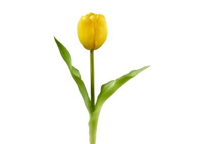 Tulpenbündel &quote;Frühlingserwachen&quote;
