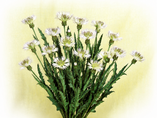 Kornblume als Seidenblume 56 cm in 3 Farben