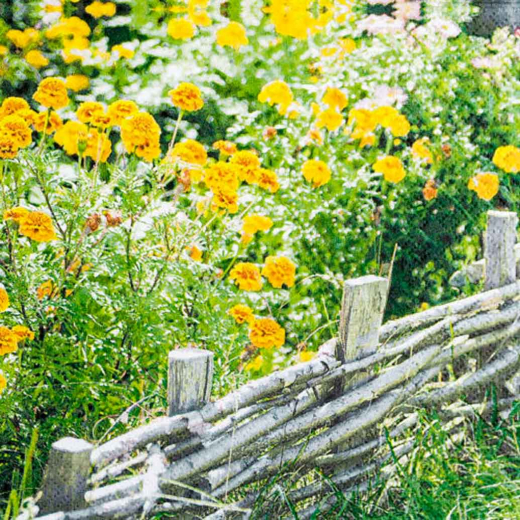 Servietten Marigold