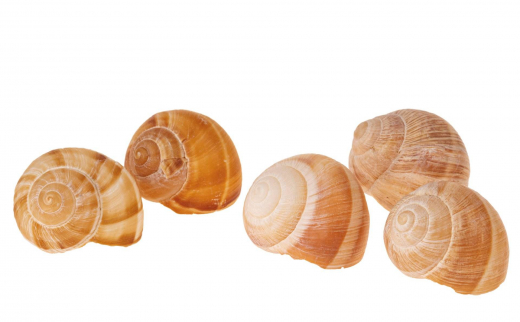 Schneckenhäuser Ø4 cm – 10 Stück natur & weiß gekalkt