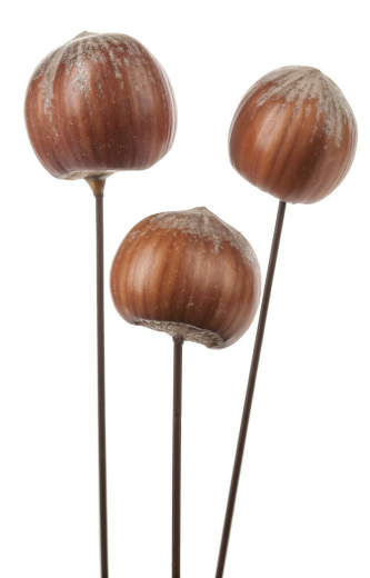 Haselnuss am Drahtpick Ø2 cm – 5 Stück für Herbstdeko