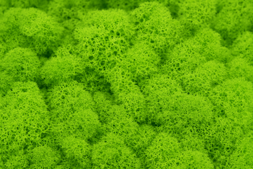 Islandmoos 100 g – Naturmaterial in 4 Farben erhältlich