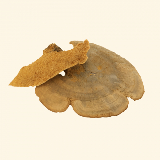 Baumschwamm natur 100 g – Naturmaterial zum Basteln