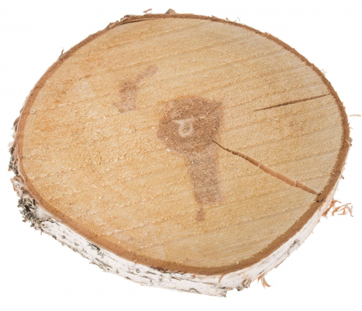 Runde Birkenscheibe Ø9–30 cm – für herbstliche Deko