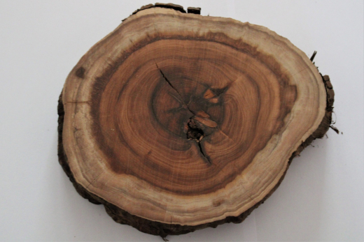 Holz Scheibe Natur