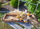 Liebevoll dekoriertes Holztablett mit Kürbis, Pilz & Eichhörnchen