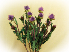 Färberdistel-Seidenblume rot oder lila – 0,56 cm