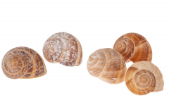 Schneckenhäuser Ø4 cm – 10 Stück natur & weiß gekalkt