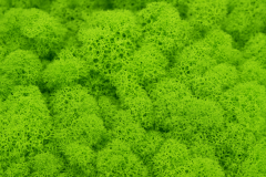 Islandmoos 100 g – Naturmaterial in 4 Farben erhältlich