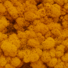 Islandmoos 100 g – Naturmaterial in 4 Farben erhältlich