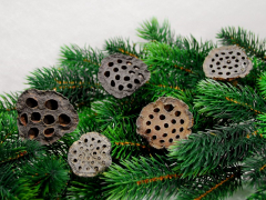 Getrocknete Lotusblüten braun Ø6cm – 5 Stück Naturdeko