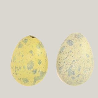 Wachteleier Osterdeko – Deko Eier 3 cm / 12er Set