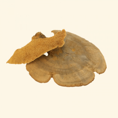 Baumschwamm natur 100 g – Naturmaterial zum Basteln