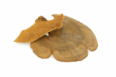 Baumschwamm natur 100 g – Naturmaterial zum Basteln