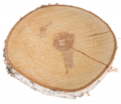 Runde Birkenscheibe Ø9–30 cm – für herbstliche Deko