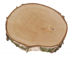Runde Birkenscheibe Ø9–30 cm – für herbstliche Deko