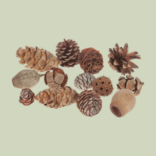 Natürlicher Zapfen-Mix – Deko aus Naturmaterial